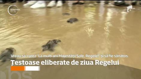 Cadou în avans pentru regele Thailandei! Locuitorii unei provincii au eliberat peste o mie de broaşte ţestoase