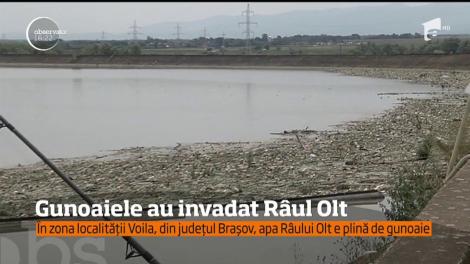 În zona localității Voila, din județul Brașov, apa râului Olt e plină de gunoaie