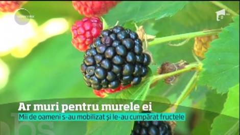 O familie care cultivă mure, pusă la zid de marile lanţuri de magazine