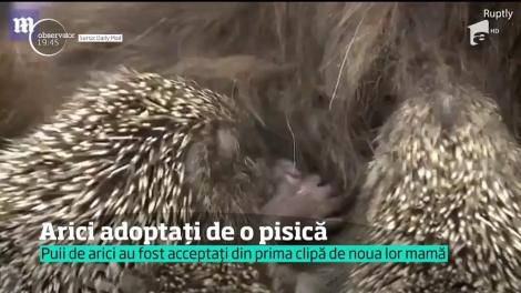 Opt pui de arici au fost adoptaţi de o pisică