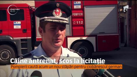 Un ciobănesc german, care aparţine Inspectoratului de Poliţie Dolj, scos la licitaţie pentru că a picat un test