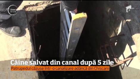 Pompierii din Brăila au salvat un câine care căzuse într-o canalizare adâncă de câţiva metri
