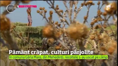 E jale în Vestul ţării. Aici s-a mutat polul caniculei. E Cod Roşu de temperaturi extreme în 12 judeţe