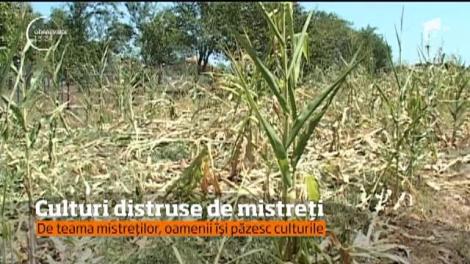 Mistreții au băgat spaima în localnicii din Tismana, județul Gorj!