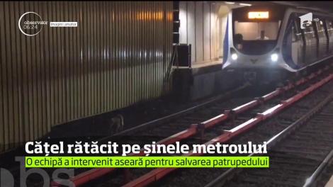 Un câine rătăcit pe șínele metroului, în Capitală, a pus pe jar autorităţile. Animalul bântuie de câteva zile prin întuneric