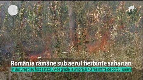 Cod Roşu de caniculă România. Peste 60 de grade Celsius la nivelul solului