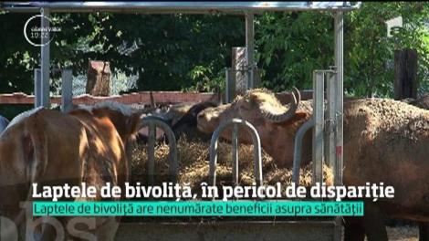Laptele de bivoliţă, în pericol de dispariţie