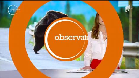 Urşii româneşti au ajuns celebri în Marea Britanie!