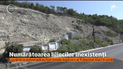 Liliecii din cauza cărora a fost blocată construcţia la autostrada Deva-Lugoj sunt inexistenţi