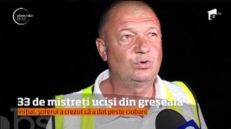 33 de porci mistreți uciși din greșeală de un șofer gorjean