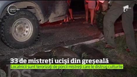 Ce n-au reusit vanătorii intr-o luna, a facut-o un sofer in doar cateva secunde!