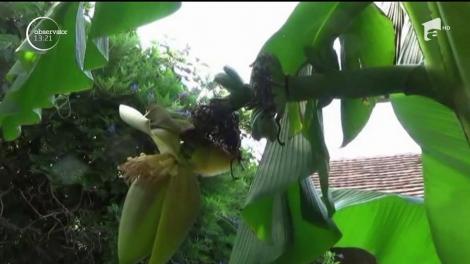 Căldura exagerată de anul acesta dă peste cap producţia de fructe exotice din România!