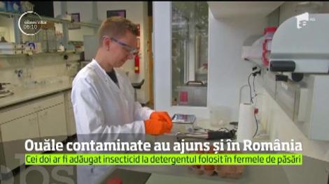 Ouăle contaminate au ajuns şi în România!
