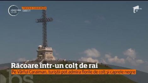 Flori de colţ într-un colţ de rai. Asta găsesc turiştii care urcă până la Crucea Caraiman