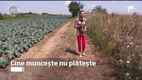 Cei care dețin terenuri agricole lucrate nu vor mai plăti impozite pe acestea