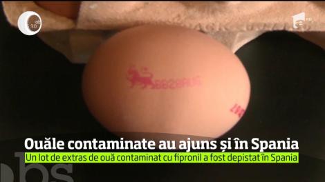 Ouăle contaminate au ajuns și în Spania
