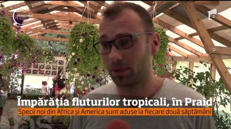 A fost spectacol de culoare în casa fluturilor, la Praid, în judeţul Harghita!