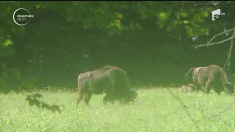 Cei trei pui de zimbru născuţi la o rezervaţie naturală din Neamţ își caută nași. Cele mai inspirate nume vor fi premiate
