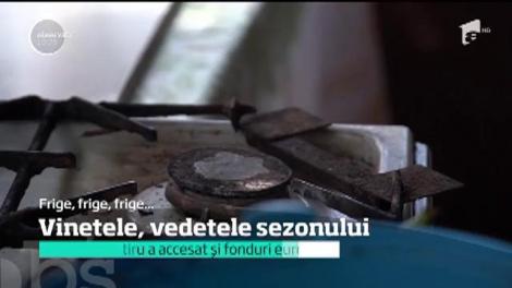 Producții record de vinete