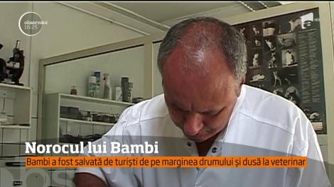 Un pui de căprioară aflat la un pas de moarte, salvat de câţiva turişti inimoşi! Lovit de mașină, animalul ar fi pierit la marginea drumului