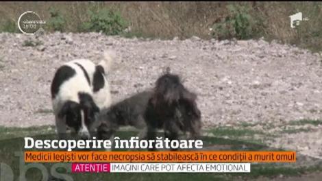 Descoperire şocantă! Cadavrul unui bărbat, devorat de câinii comunitari