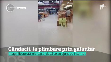 Colcăie gândacii pe friptura vândută într-un hipermarket din Bucureşti! Un client a filmat scenele dezgustătoare