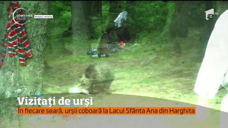 Turiștii aflați la Lacul Sfânta Ana, vizitați din nou de urși