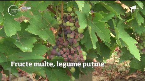 Vara extremă a înjumătățit culturile de fructe