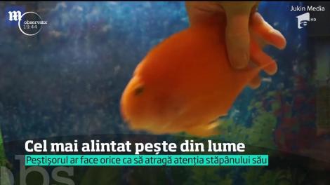 Cel mai alintat peşte din lume