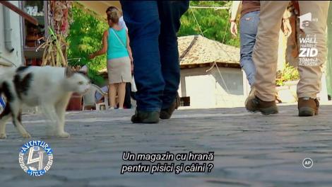 Carmen Tănase a hrănit toate animalele abandonate care i-au ieșit în cale în Grecia