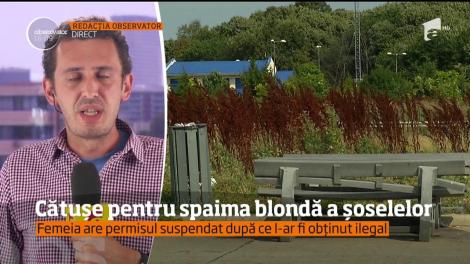 Femeia care a furat o maşină pe A1 ar putea fi arestată pentru 30 de zile