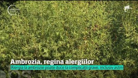 Ambrozia, regina alergiilor