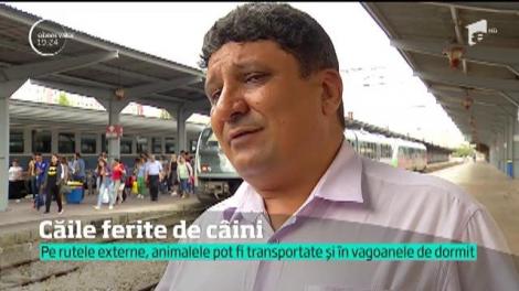 Vreţi să vă luaţi căţelul sau pisica în vacanţă? Atenţie dacă mergeţi cu trenul