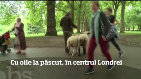 Un parc din apropierea Palatului Buckingham a fost ocupat de zeci de oi