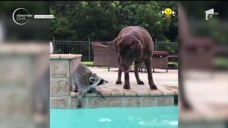 Clipul care îţi face ziua mai frumoasă! Prietenia dintre un raton şi un câine a înduioşat o lume întreagă