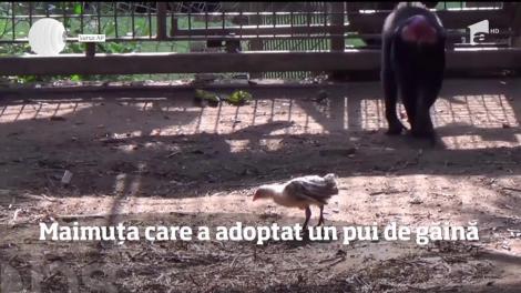 Instinctul matern nu cunoaşte limite! O maimuţă de la o grădină zoologică din Israel a devenit mamă unui pui de găină!