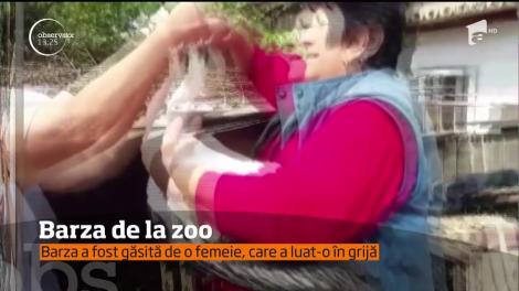 O pasăre norocoasă! Aşa se poate considera puiul de barză rătăcit în curtea unei familii din Tecuci