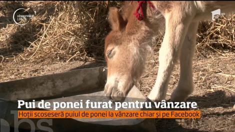 Un pui de ponei a fost furat şi scos la vânzare pe Facebook