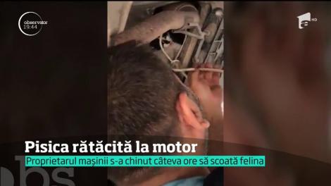 Pisică rătăcită la motor