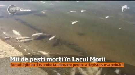 Imagii şocante şi îngrijorătoare pe Lacul Morii din Capitală