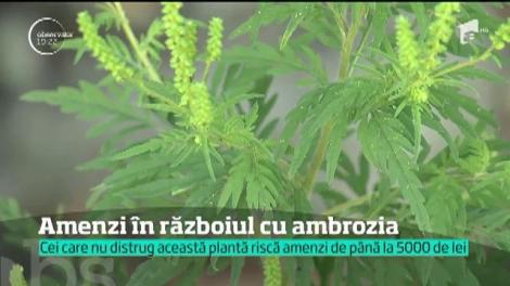 Ambrozia ustură la buzunar. Cei care nu-şi curăţă terenul vor plăti