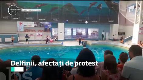 Au vrut să salveze delfinii, dar le-au făcut mai mult rău. Cele două mamifere de la Delfinariul din Constanţa nu se simt bine, după ce activiştii au sărit în apă, peste ei