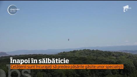 Patru pui de șoim, eliberați în sălbăticie
