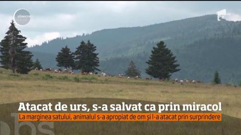 Urşii continuă să atace oameni, în judeţul Harghita!