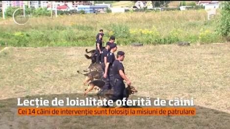 Exerciţiu spectaculos, alături de câinii de intervenţie ai Jandarmeriei din Târgu Mureş