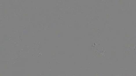 Primăria Capitalei a hotărât să aibă mai multă grijă de animale. Le va construi un hotel