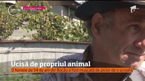O femeie din Bacău a avut parte de o moarte cumplită. Femeia a fost ucisă de o scroafă!