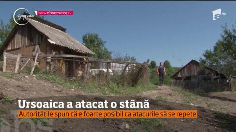 Stână atacat de urs. Bilanţul: o vacă ucisă, alta de negăsit şi o câţiva stupi cu miere distruşi