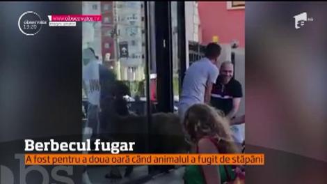 Ce joc de „glezne”, câtă tactică! Imagini nemaivăzute au fost filmate în oraşul Constanţa. Un berbec a evadat dintr-o curte şi a luat-o la goană pe străzi cu stăpânii lui pe urme