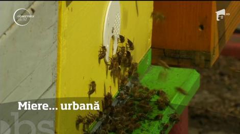 Ljubljana se tranformă, pe an ce trece, într-o capitală a albinelor!